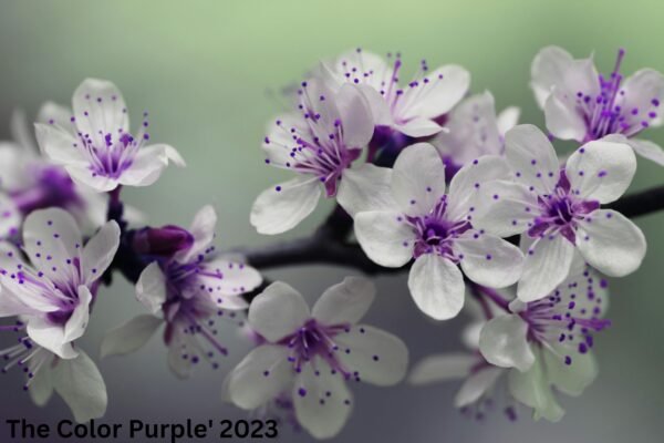 The Color Purple' 2023