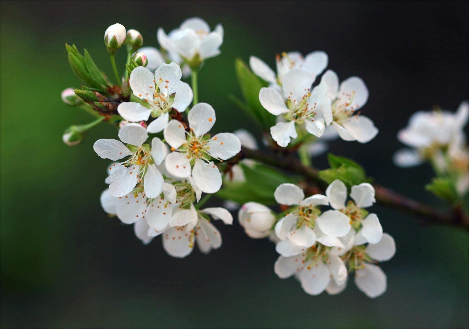 Plum Blossom